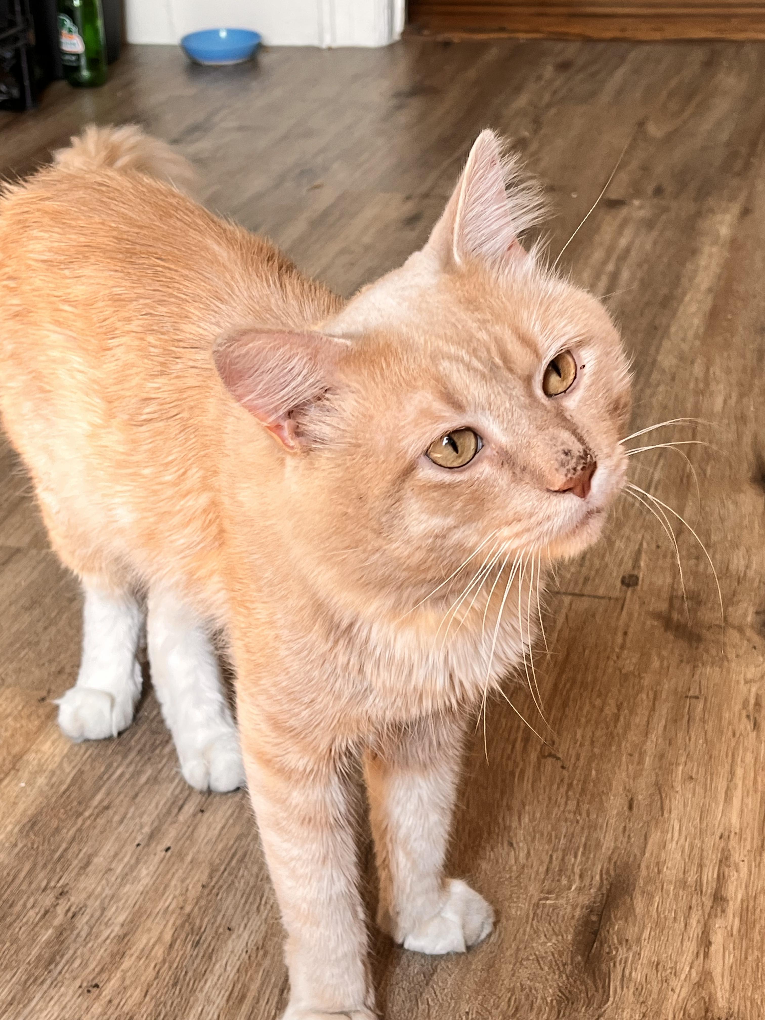 Albus, a ADOPTABLE Domestic Long Hair in Brooklyn, NY image 2/6