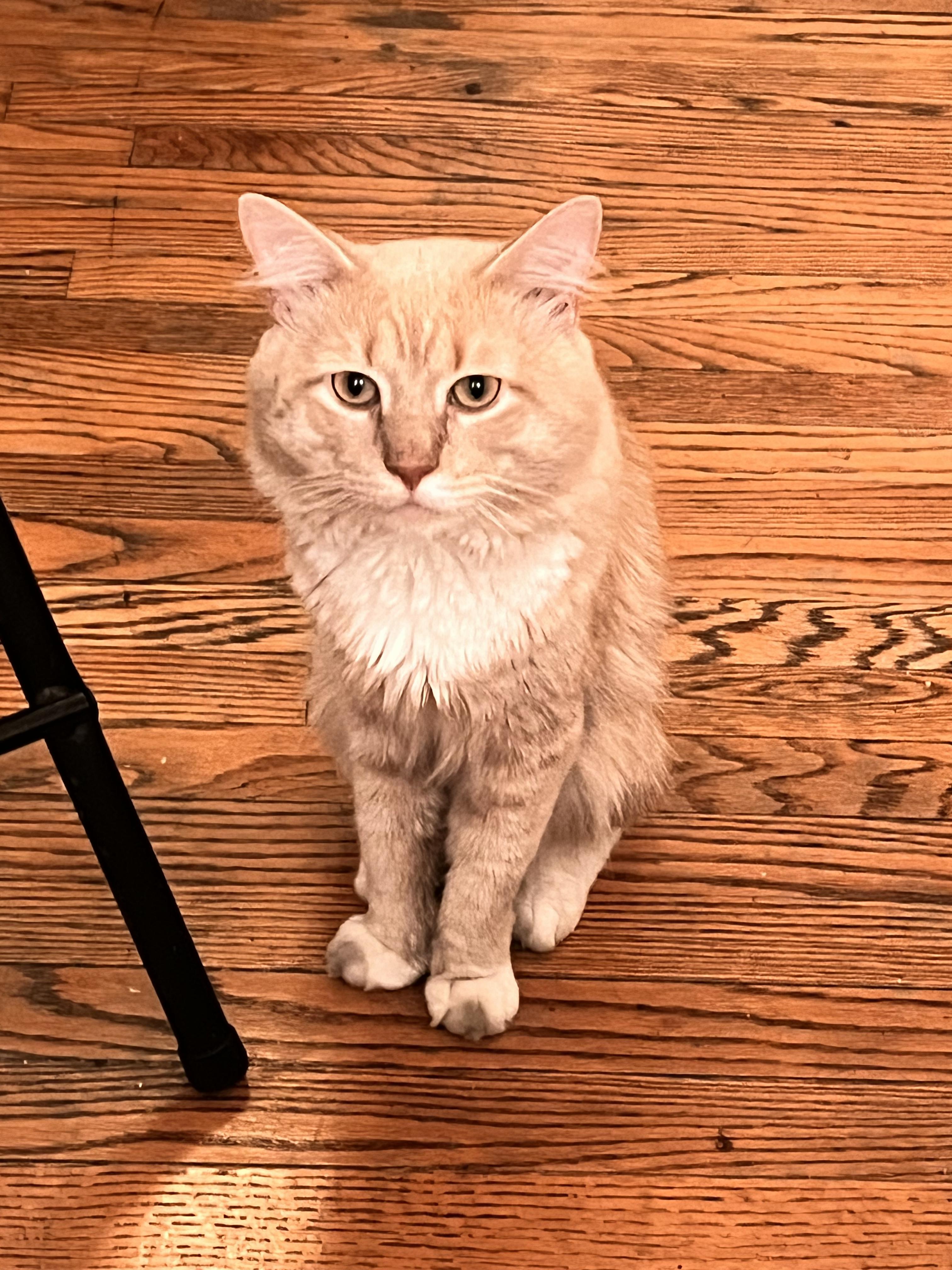 Albus, ADOPTABLE, Adult Male Domestic Long Hair.