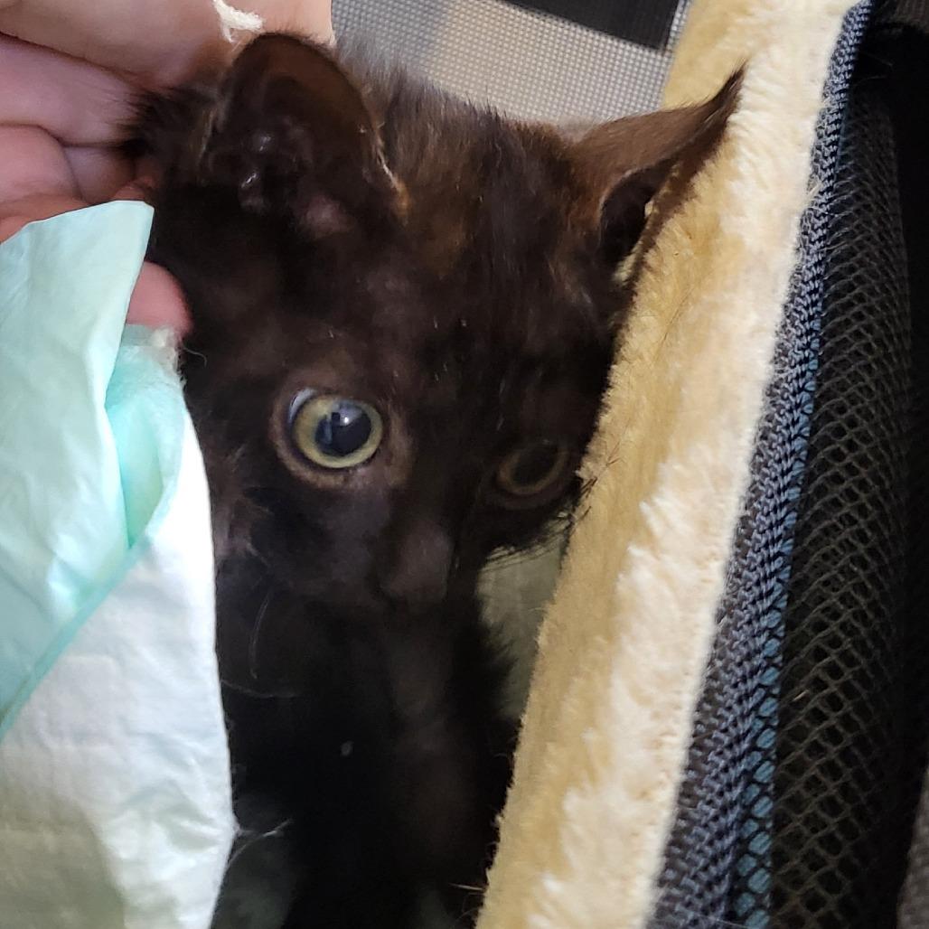 Enlarge King Cake, a Adoptable Domestic Short Hair in New Orleans, LA image 1/2