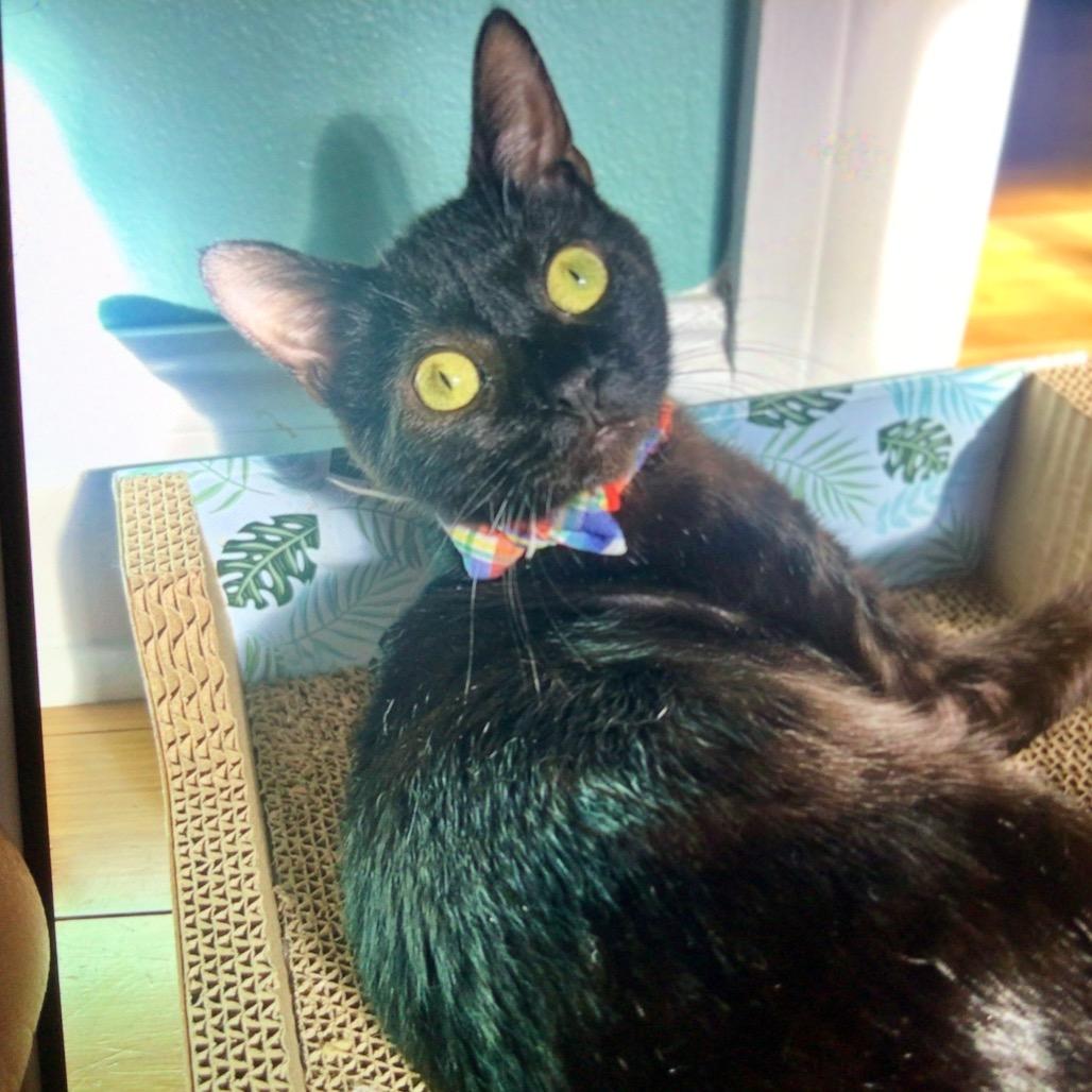 Enlarge King Cake, a Adoptable Domestic Short Hair in New Orleans, LA image 2/2