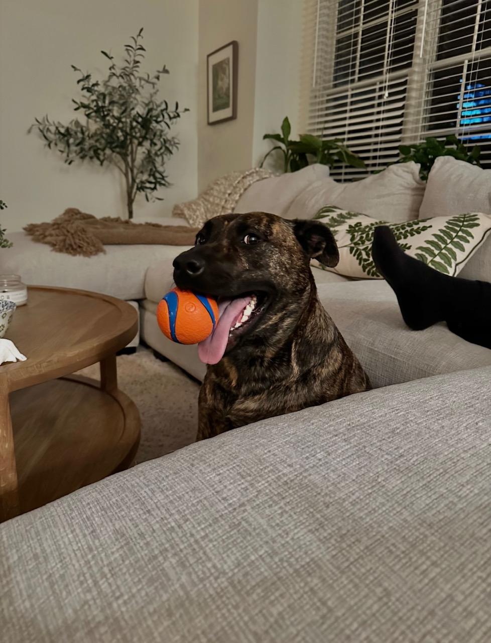 Pepper, ADOPTABLE, Adult Female Mixed Breed.