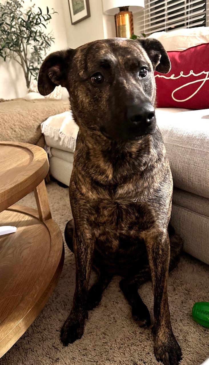 Pepper, a ADOPTABLE Mixed Breed in Whiting, NJ image 2/3