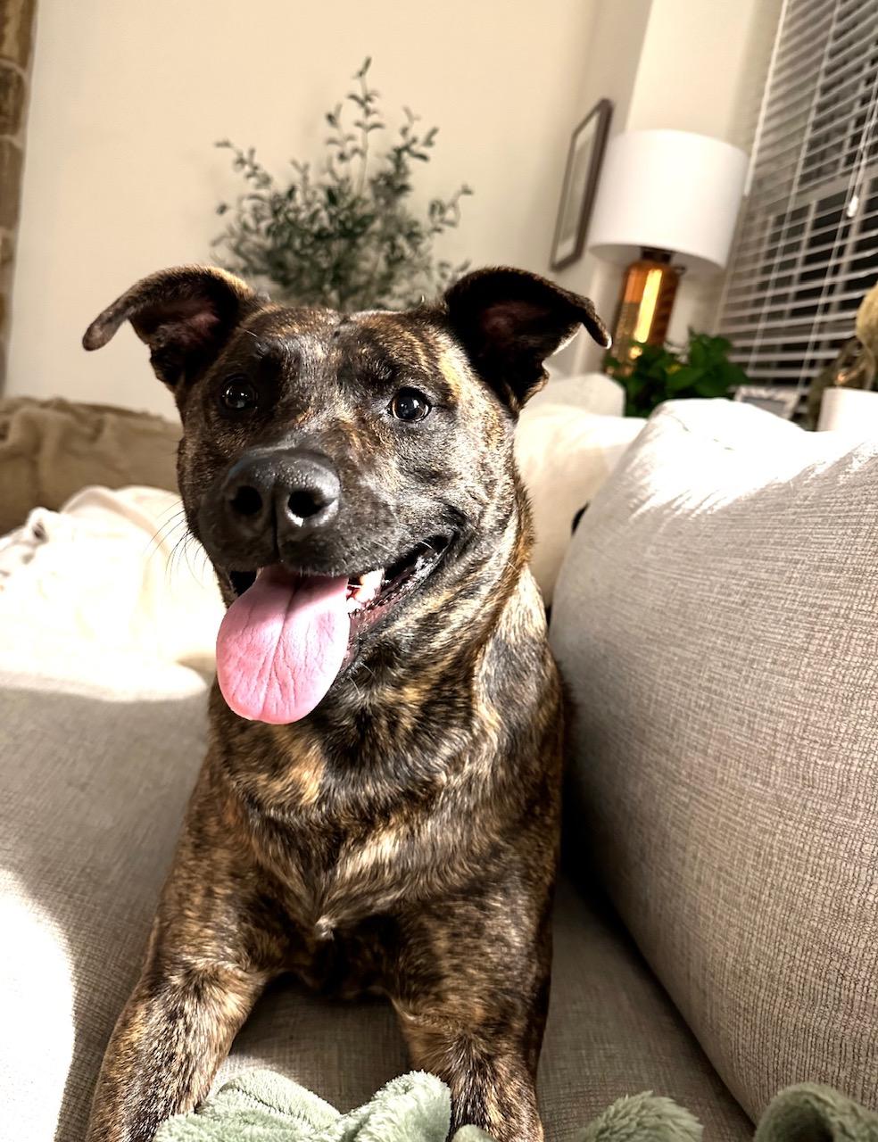 Pepper, a ADOPTABLE Mixed Breed in Whiting, NJ image 3/3