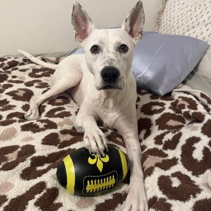 Lamb Chop, Adoptable, Adult Female Dogo Argentino & Terrier.