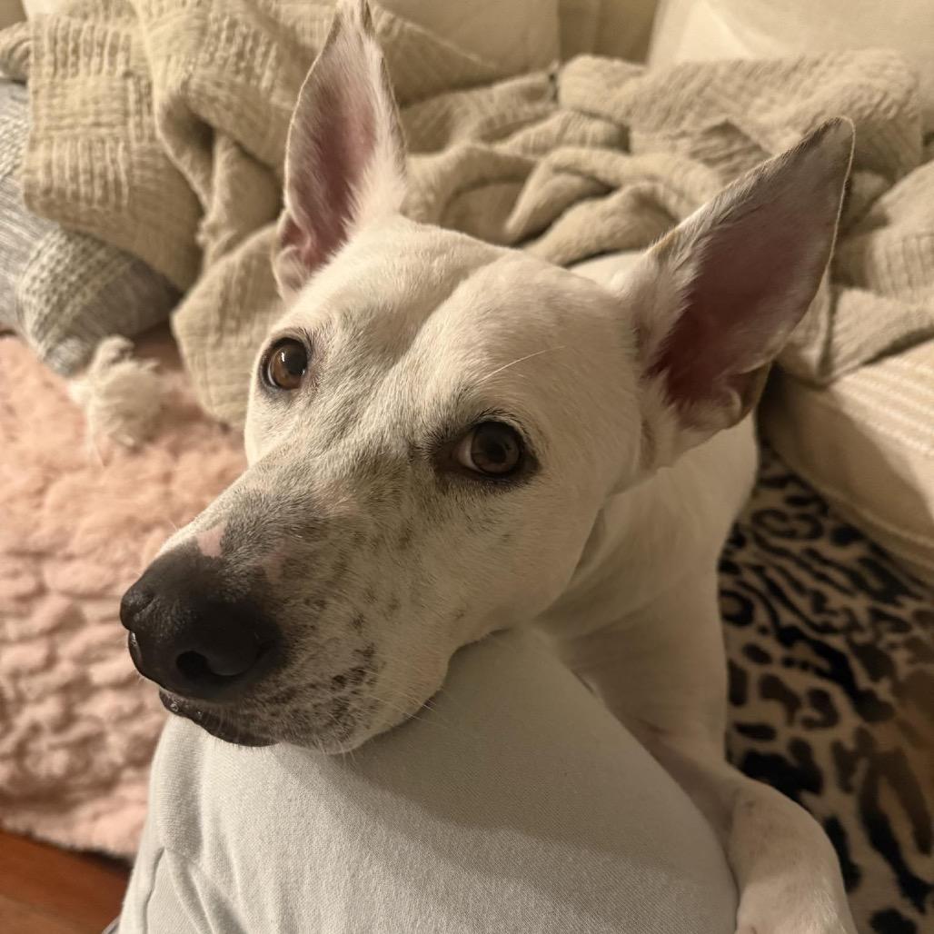Enlarge Lamb Chop, a Adoptable mixed breed in New Orleans, LA image 2/6