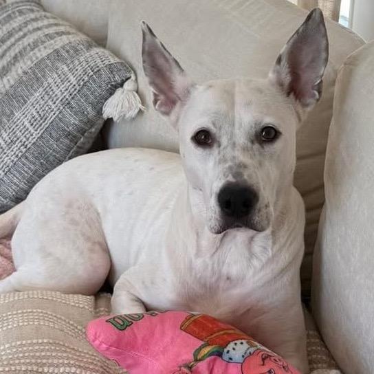 Enlarge Lamb Chop, a Adoptable mixed breed in New Orleans, LA image 3/6