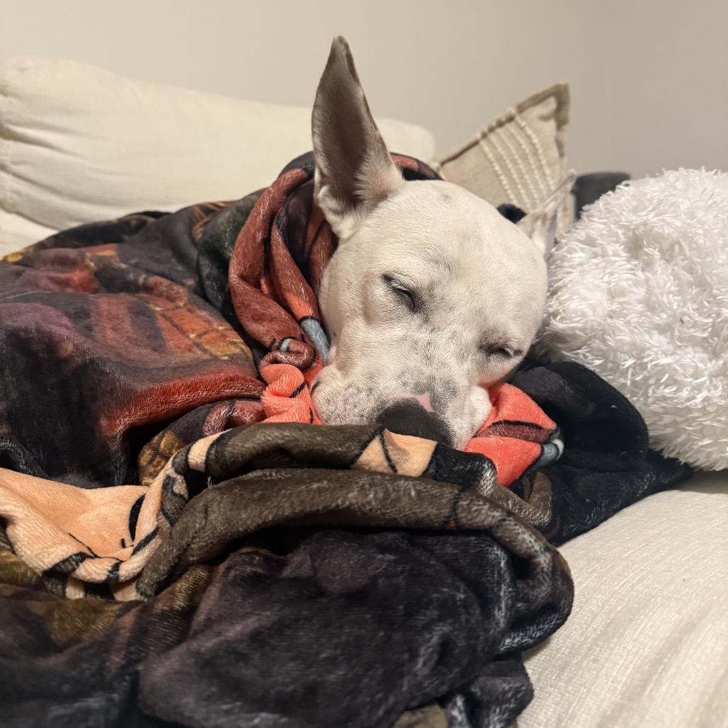 Enlarge Lamb Chop, a Adoptable mixed breed in New Orleans, LA image 5/6