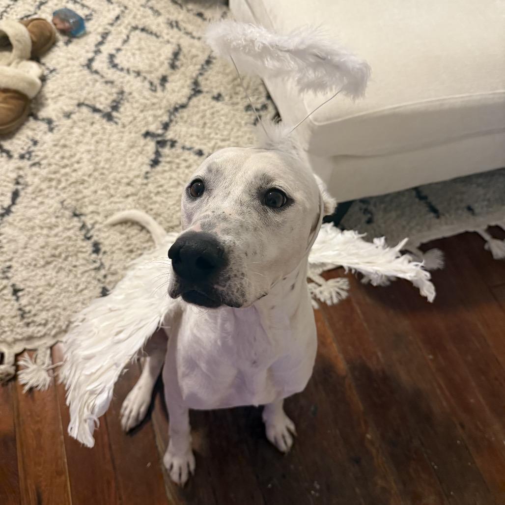 Enlarge Lamb Chop, a Adoptable mixed breed in New Orleans, LA image 6/6