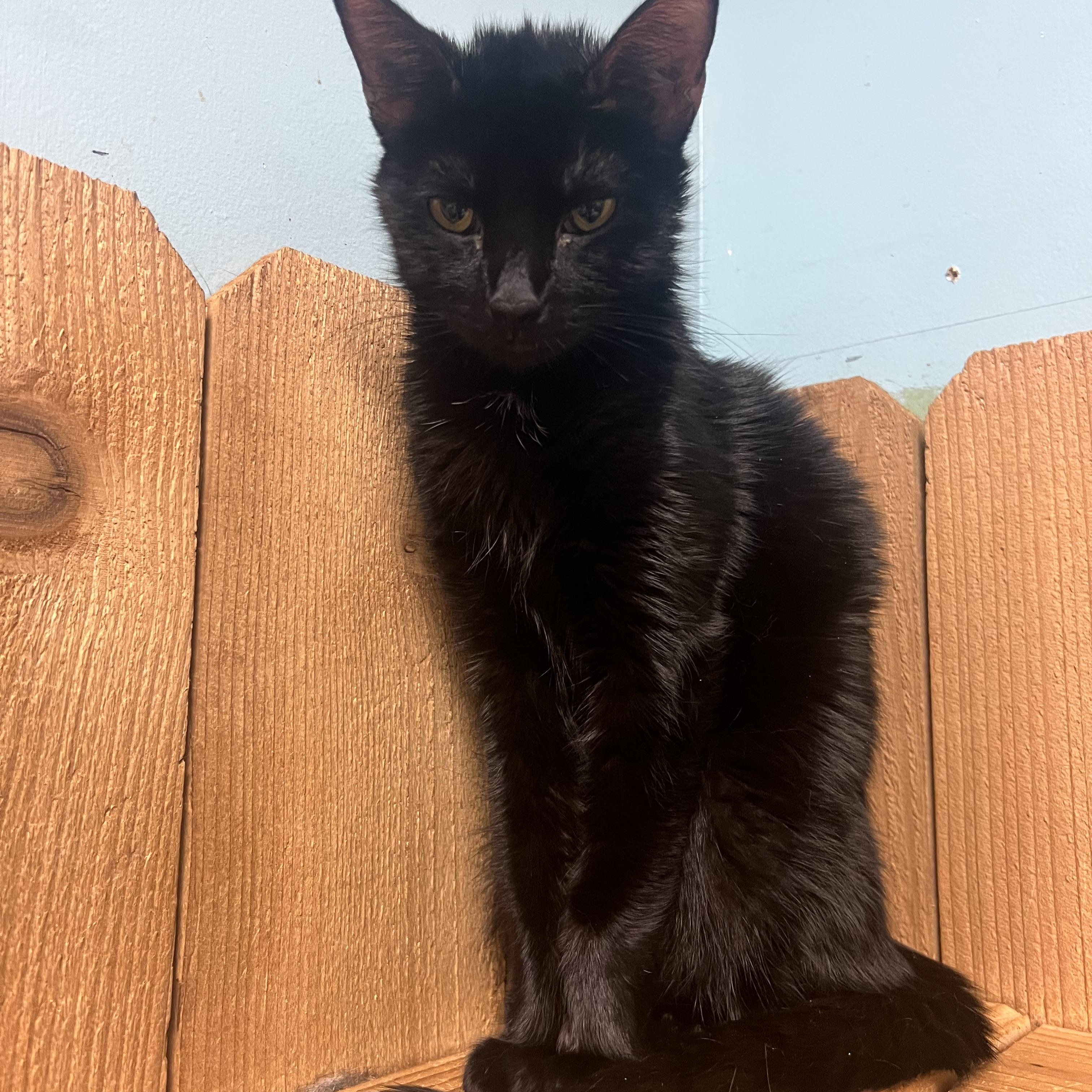 Enlarge Luna, a ADOPTABLE Domestic Short Hair in Spokane, WA image 2/2