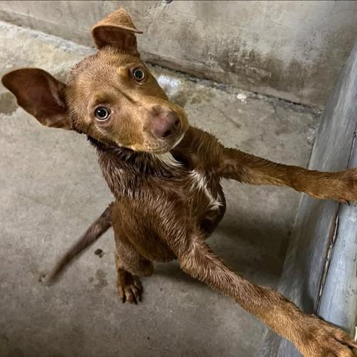 26-347, Adoptable, Young Female Doberman Pinscher & Mixed Breed.