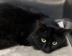 Enlarge Legosaurous, a Adoptable mixed breed in Simcoe, ON image 1/1