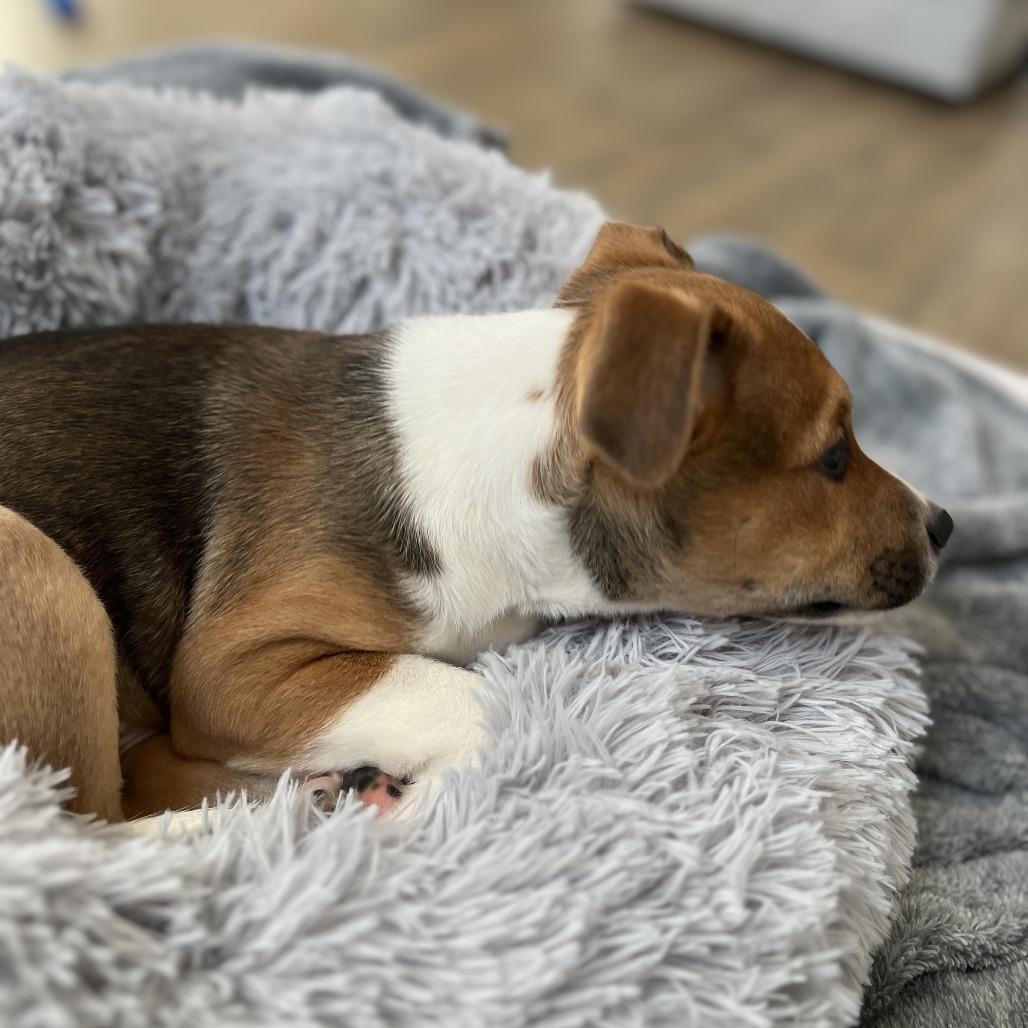 Enlarge Vinny, a Adoptable Mixed Breed in Raleigh, NC image 1/4