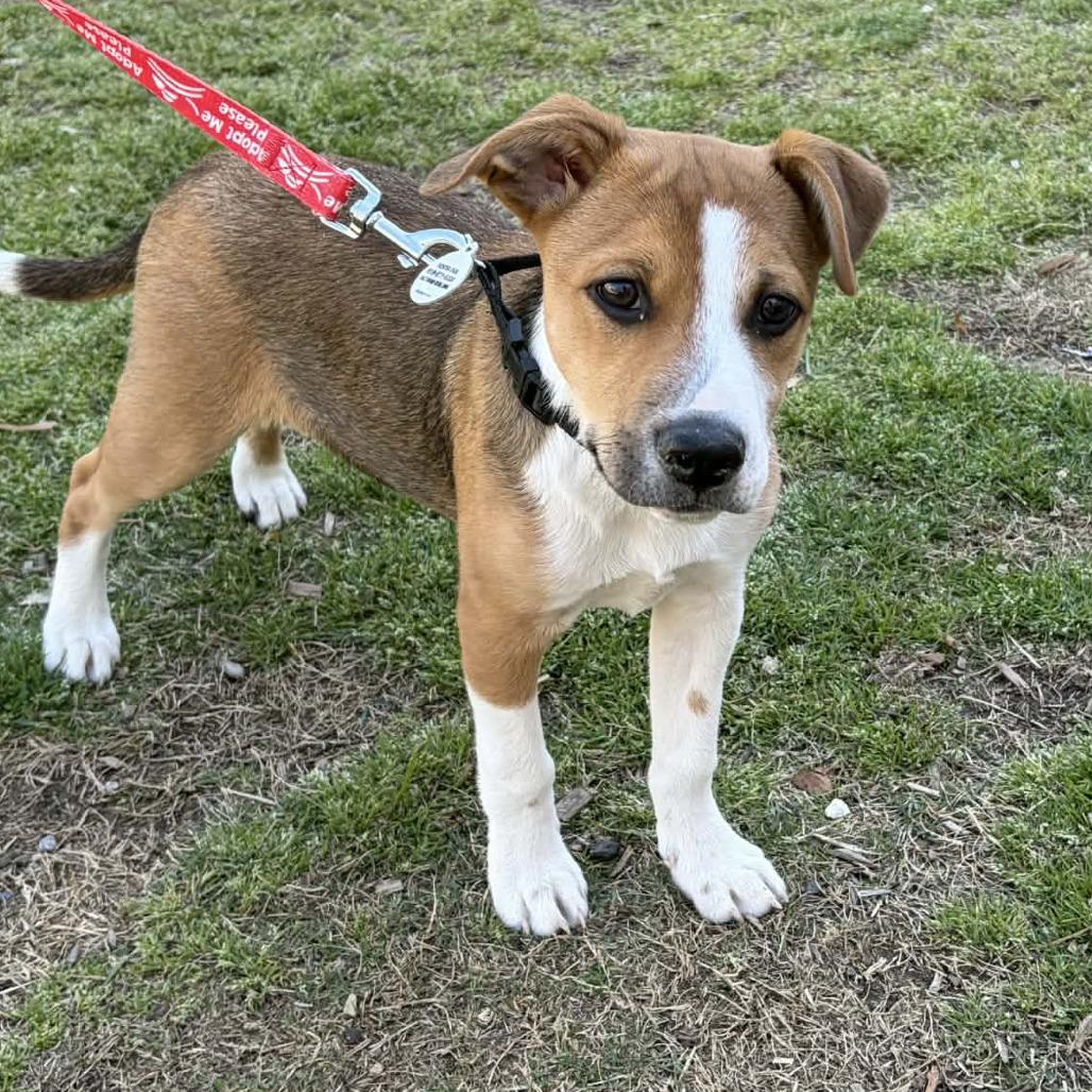 Enlarge Vinny, a Adoptable Mixed Breed in Raleigh, NC image 2/6