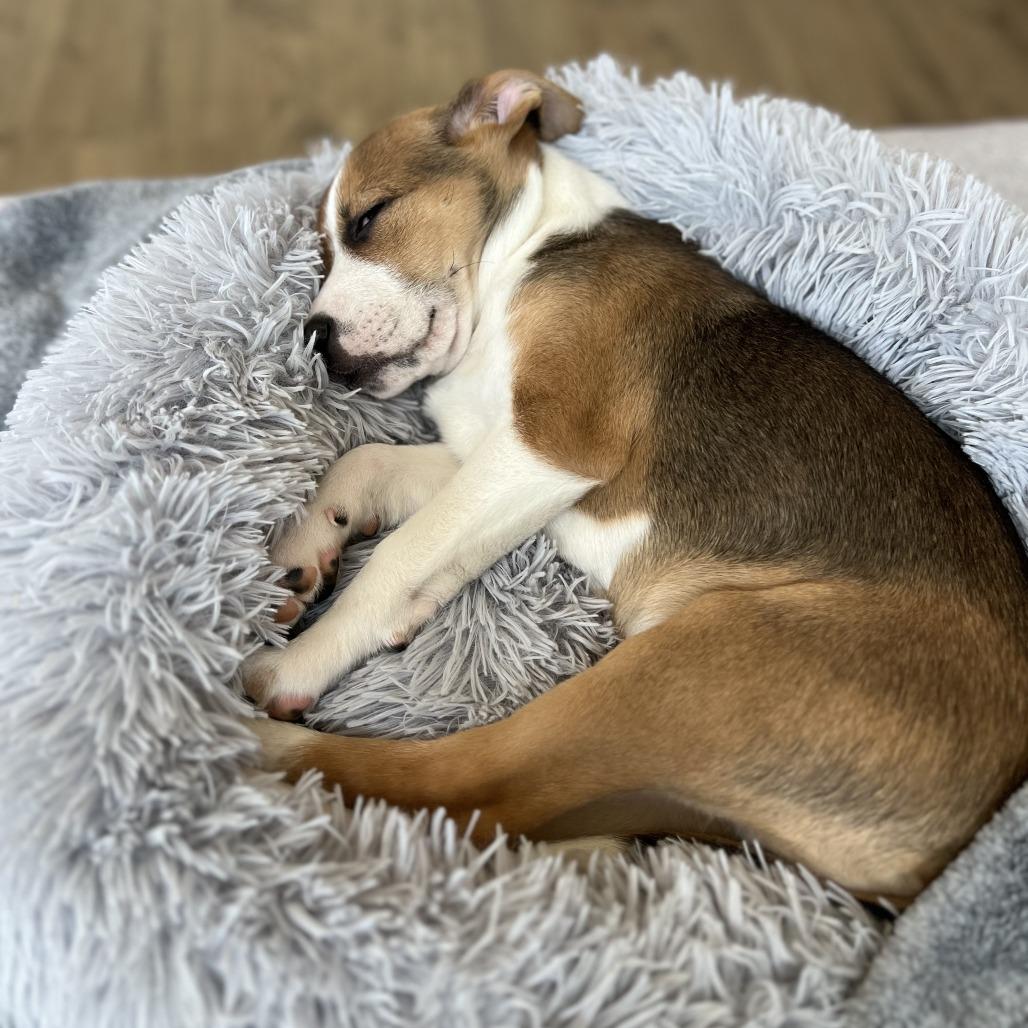 Enlarge Vinny, a Adoptable Mixed Breed in Raleigh, NC image 3/4