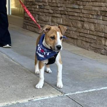 Enlarge Vinny, a Adoptable Mixed Breed in Raleigh, NC image 5/6