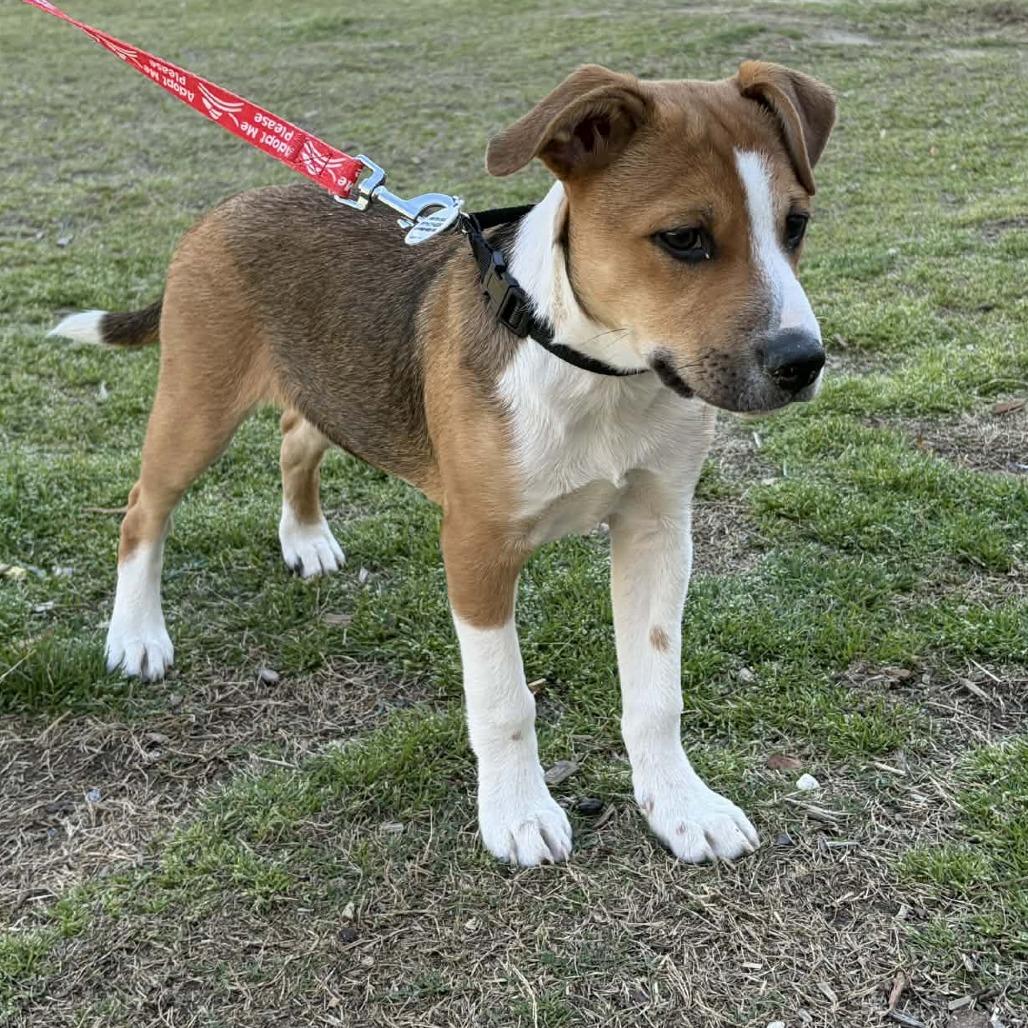 Enlarge Vinny, a Adoptable Mixed Breed in Raleigh, NC image 5/6
