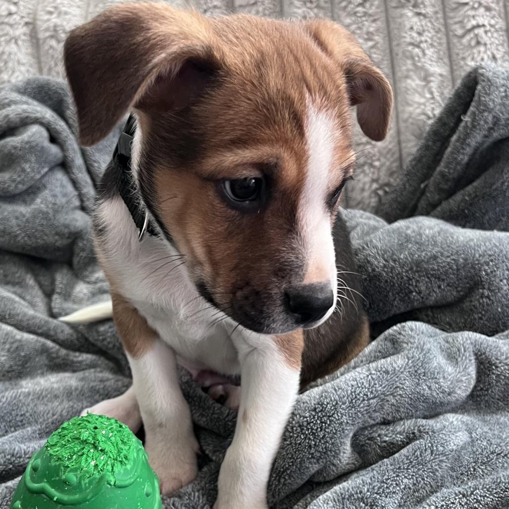 Enlarge Vinny, a Adoptable Mixed Breed in Raleigh, NC image 4/4