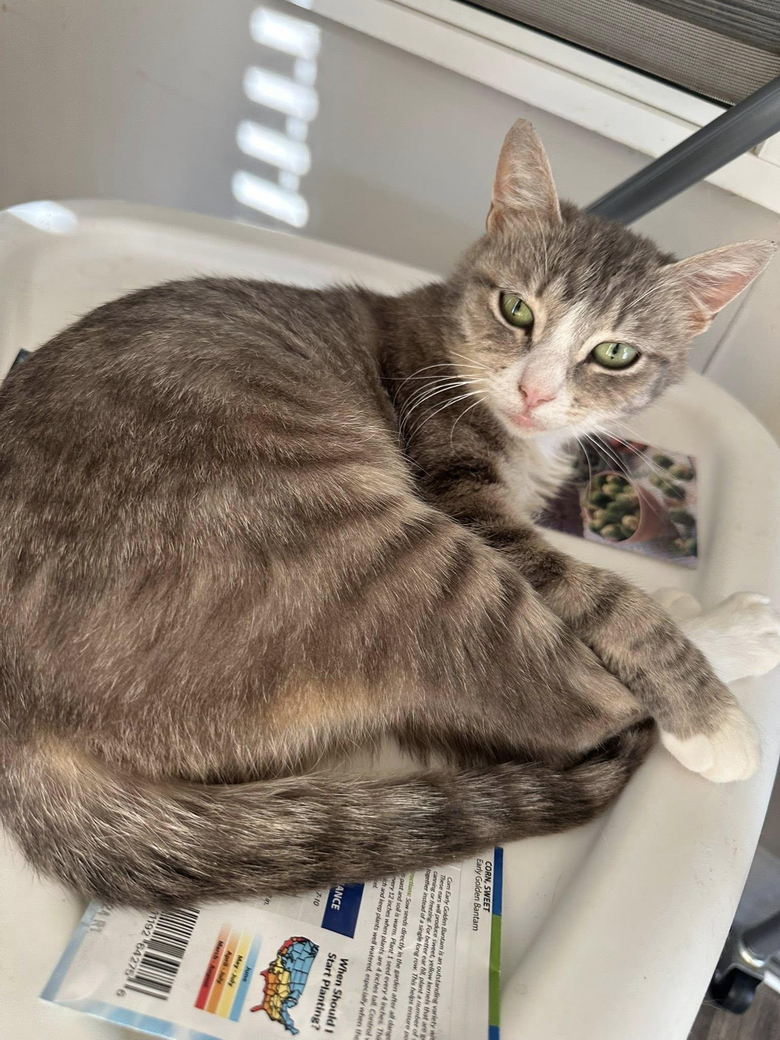 Emerald, ADOPTABLE, Young Female Domestic Short Hair.