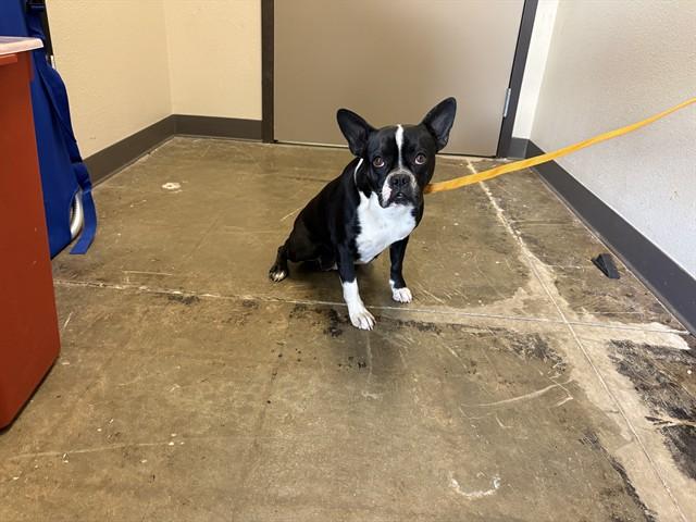 WALLY - ADOPTION PENDING, Adoptable, Young Female Boston Terrier.