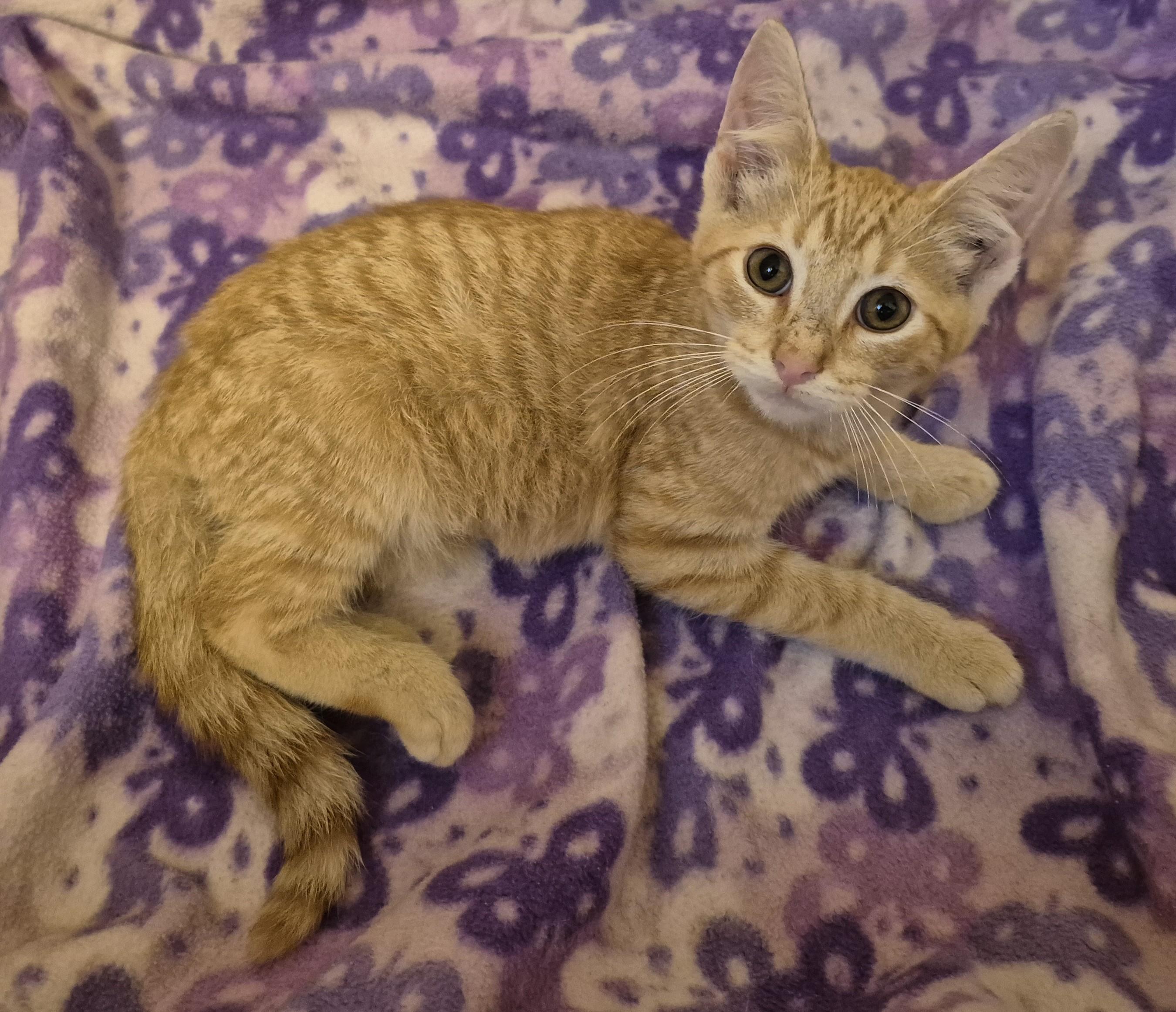 Enlarge GOLDFINGER, a Adoptable Domestic Short Hair in Highland Park, NJ image 1/4