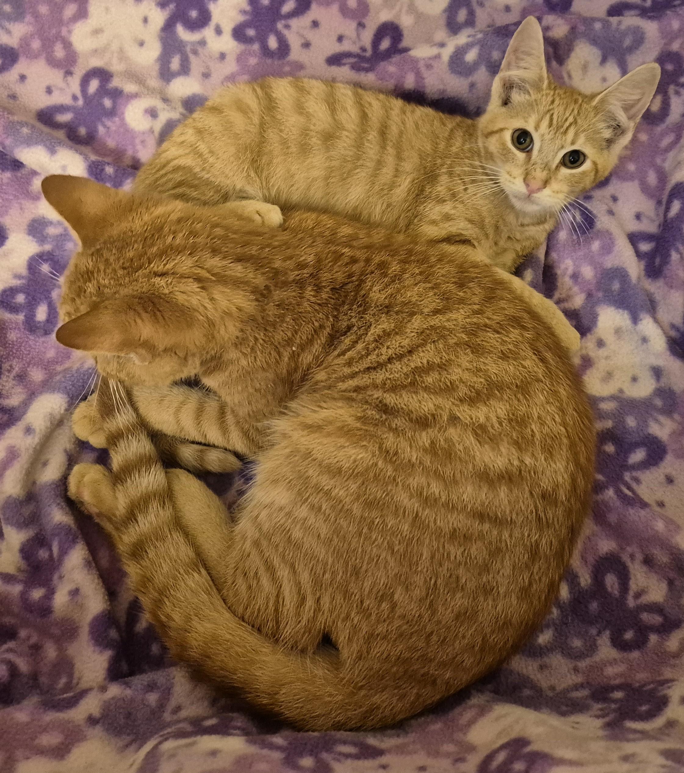 Enlarge GOLDFINGER, a Adoptable Domestic Short Hair in Highland Park, NJ image 3/4