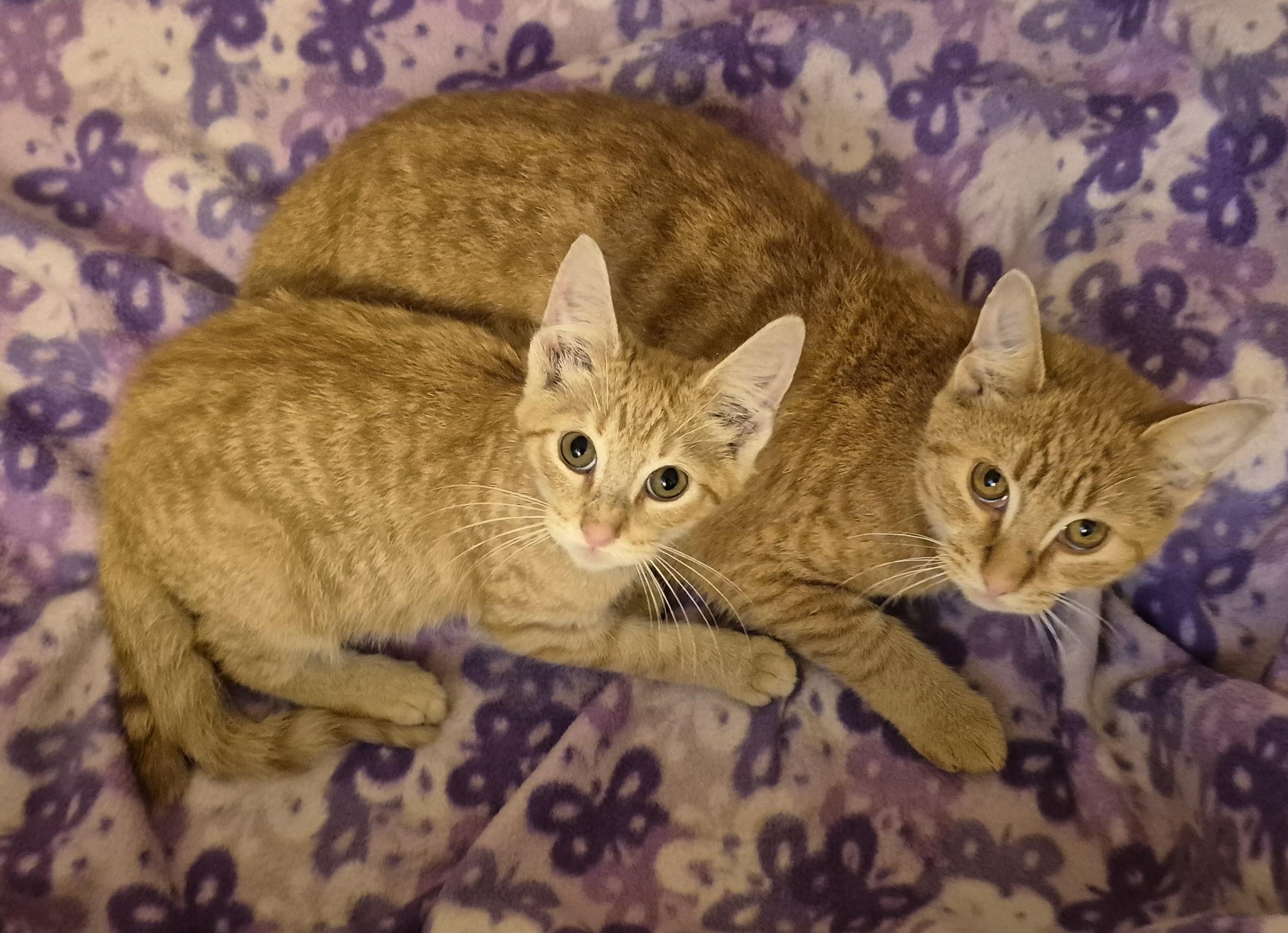 Enlarge GOLDFINGER, a Adoptable Domestic Short Hair in Highland Park, NJ image 4/4