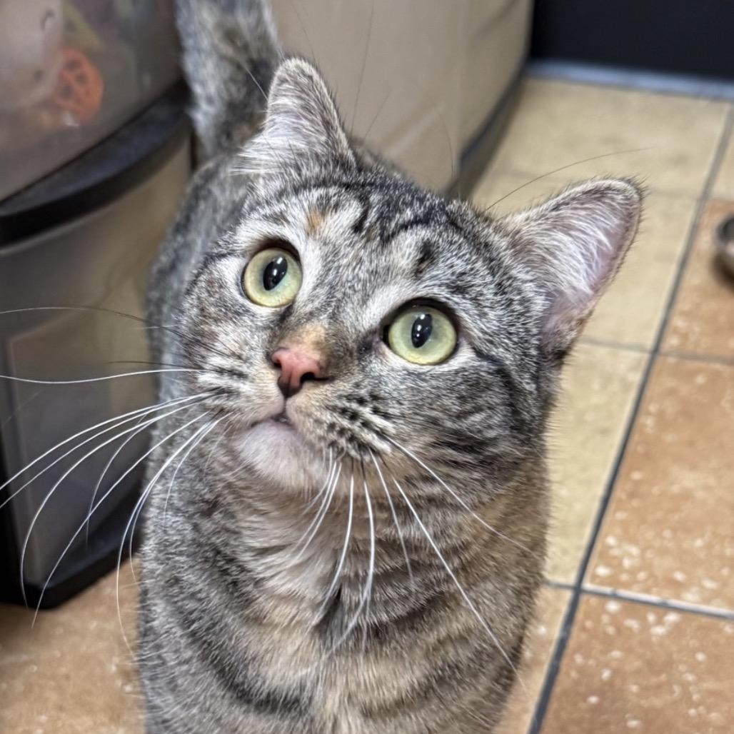 Enlarge Naomi, a Adoptable Domestic Short Hair in Hemet, CA image 1/3