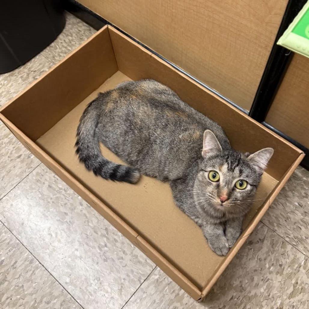 Enlarge Naomi, a Adoptable Domestic Short Hair in Hemet, CA image 3/3