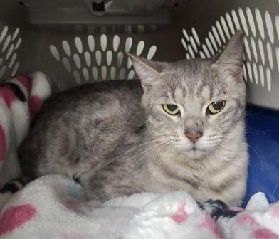 Falafel, Adoptable, Adult Female Domestic Short Hair.