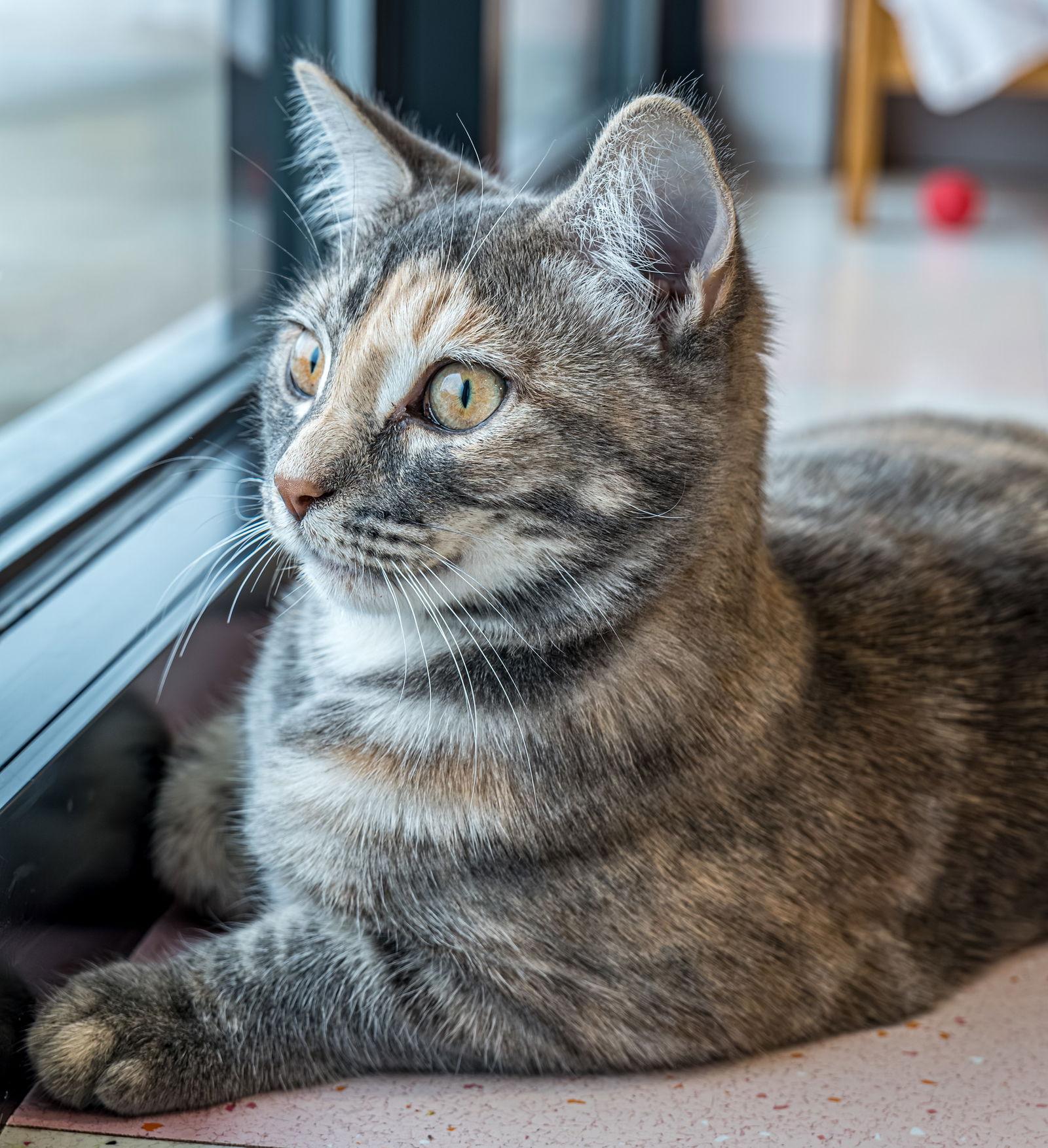 Tadpole  Kbc thumbnail 3