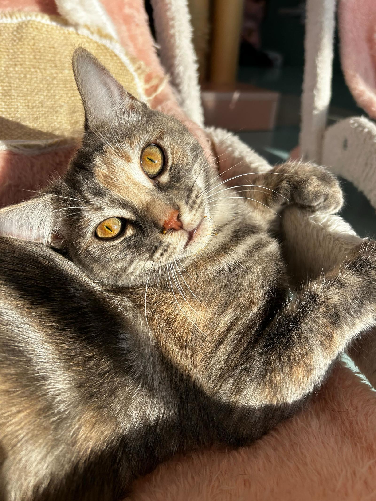 Tadpole  Kbc thumbnail 4