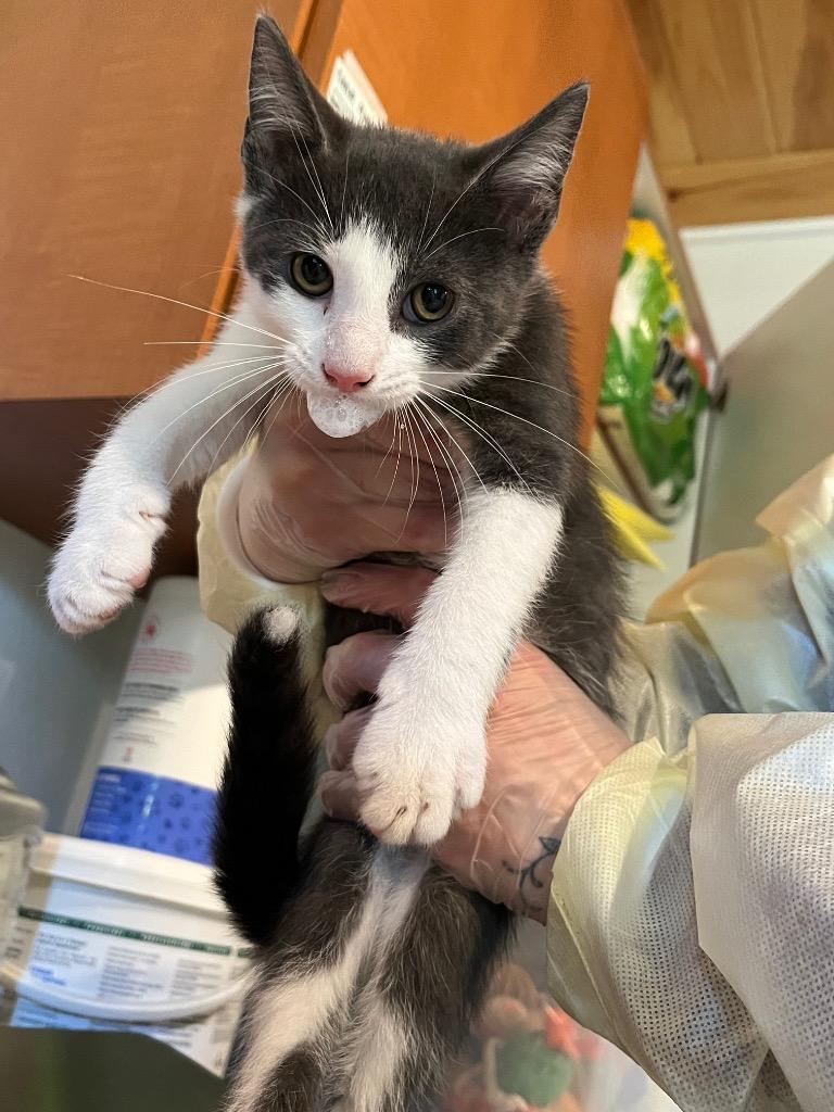 Trick, Adopted, Kitten Male Domestic Short Hair.