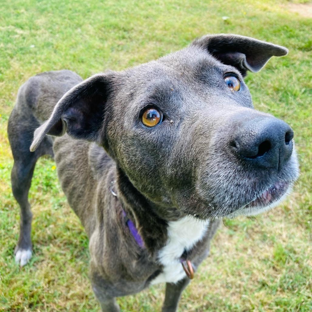 Millie Grace, a Adoptable mixed breed in Cabot, AR image 1/4