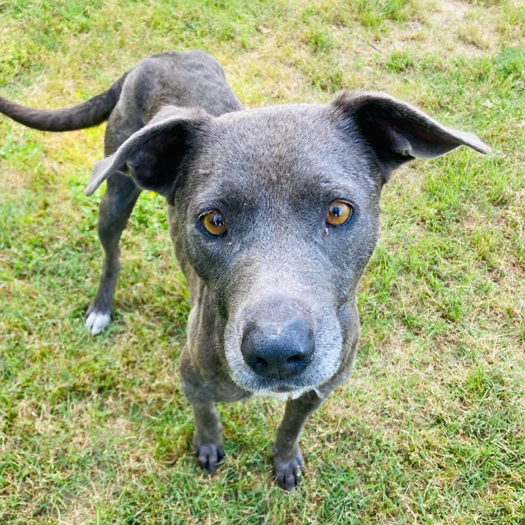 Millie Grace, a Adoptable mixed breed in Cabot, AR image 2/4