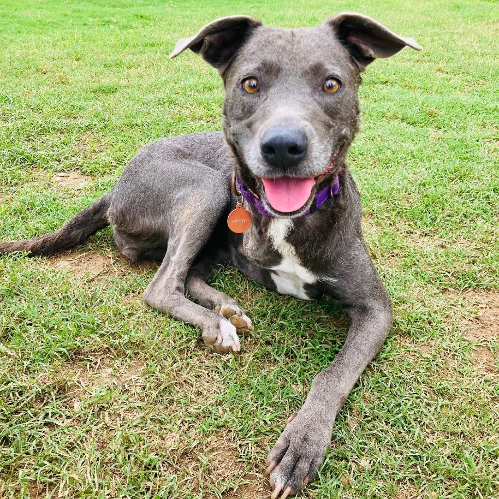 Millie Grace, Adoptable, Adult Female Pit Bull Terrier & Mixed Breed.