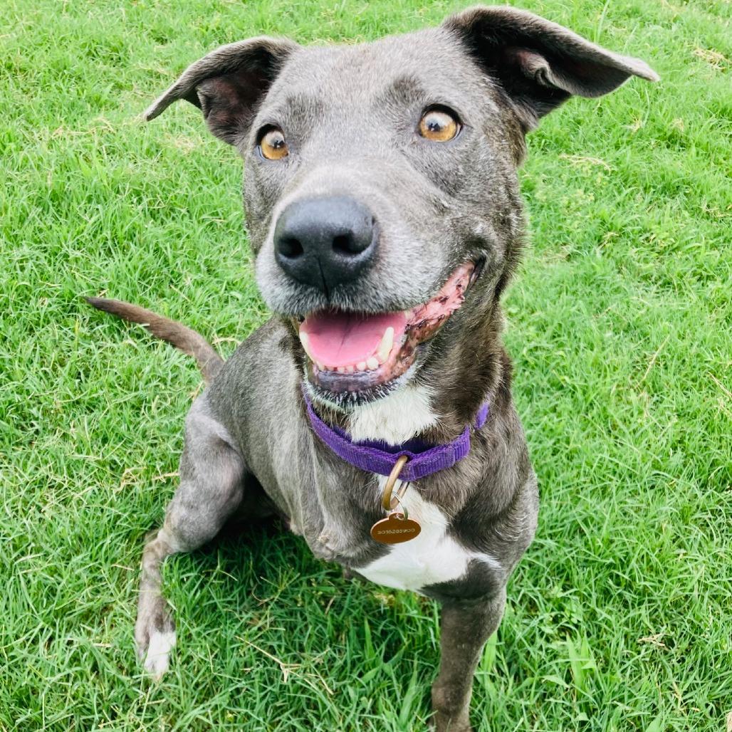 Millie Grace, a Adoptable mixed breed in Cabot, AR image 2/3