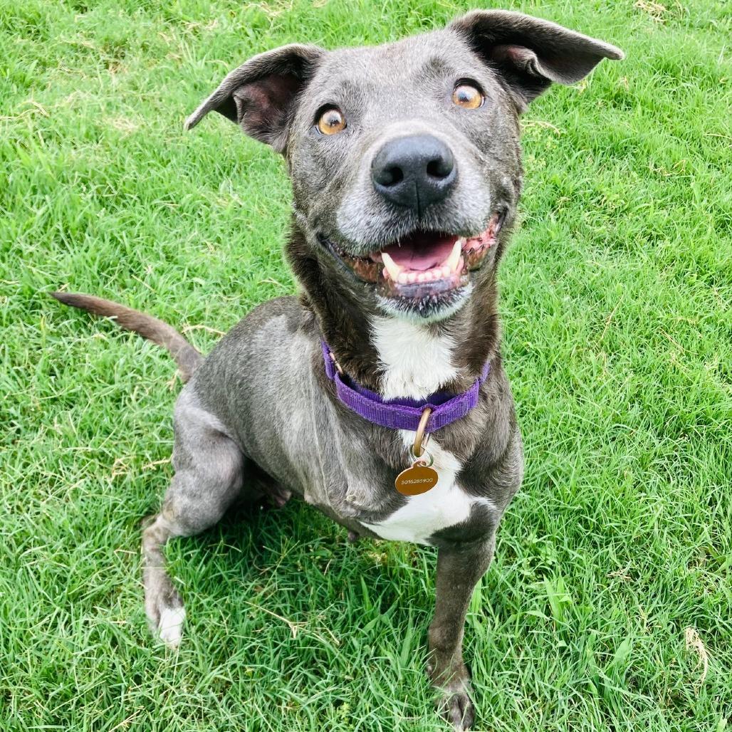 Millie Grace, a Adoptable mixed breed in Cabot, AR image 3/3