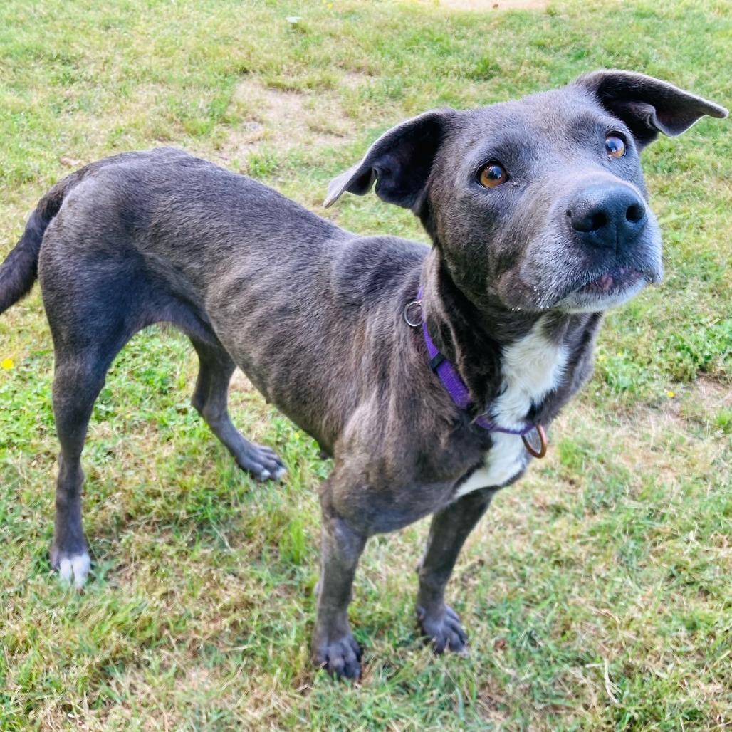 Millie Grace, a Adoptable mixed breed in Cabot, AR image 3/4
