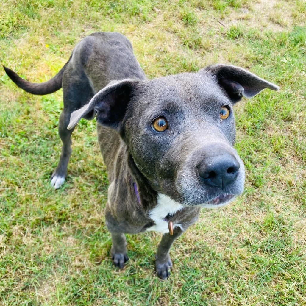 Millie Grace, a Adoptable mixed breed in Cabot, AR image 4/4