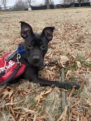 Fawn — thumbnail 2