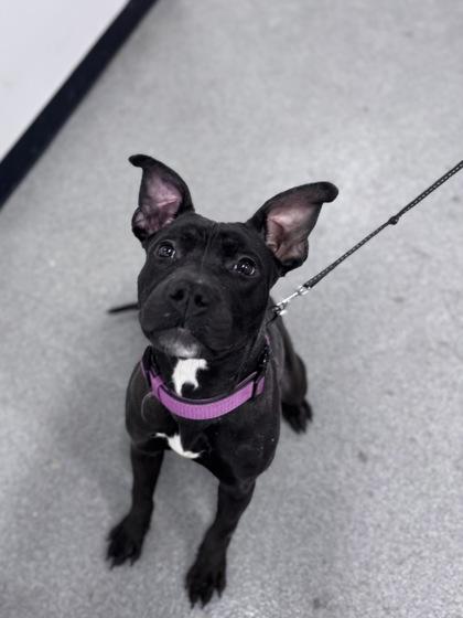 Fawn — thumbnail 3