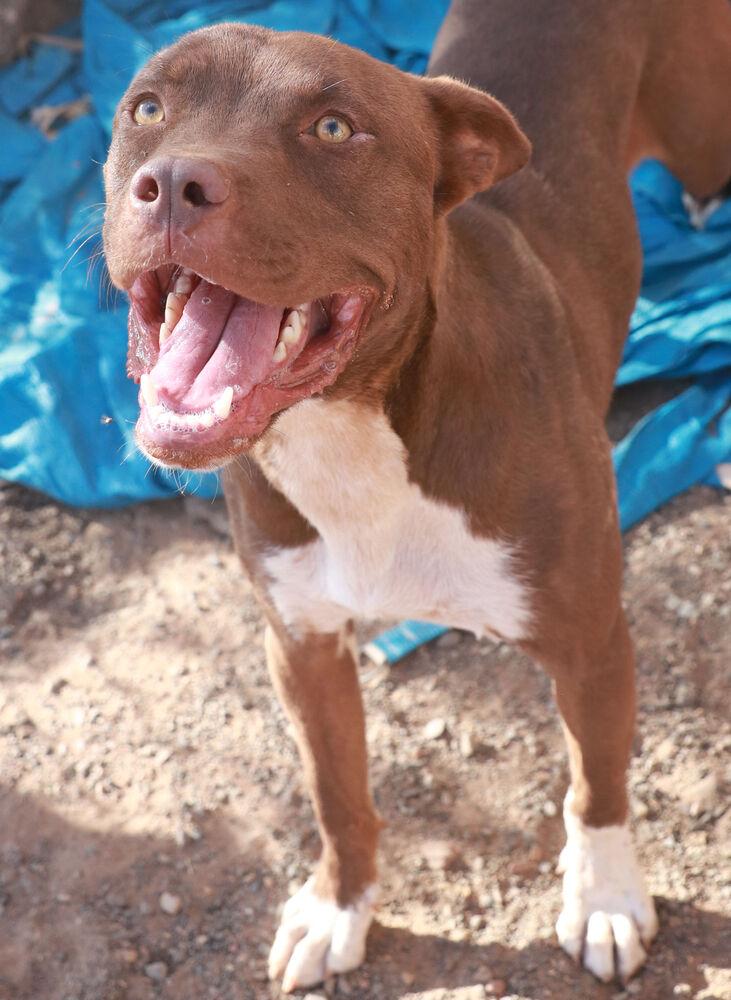 Silas, a Adoptable mixed breed in Page, AZ image 1/5