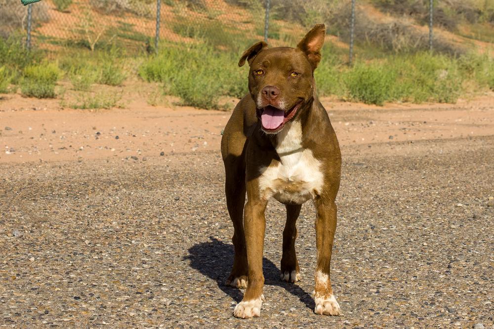 Silas, a Adoptable mixed breed in Page, AZ image 2/5