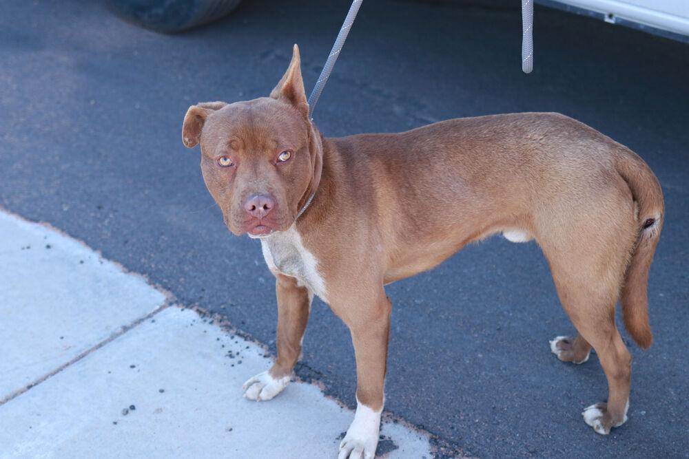 Silas, a Adoptable mixed breed in Page, AZ image 3/5