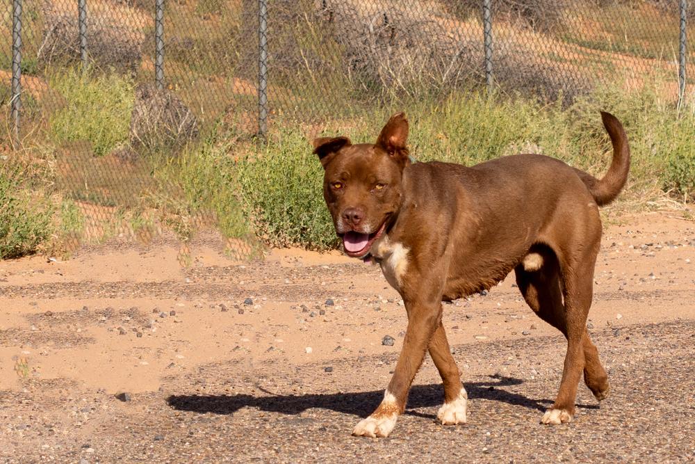 Silas, a Adoptable mixed breed in Page, AZ image 4/5