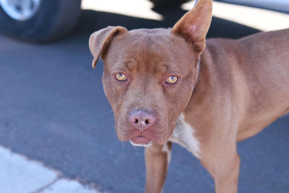 Silas, a Adoptable mixed breed in Page, AZ image 5/5
