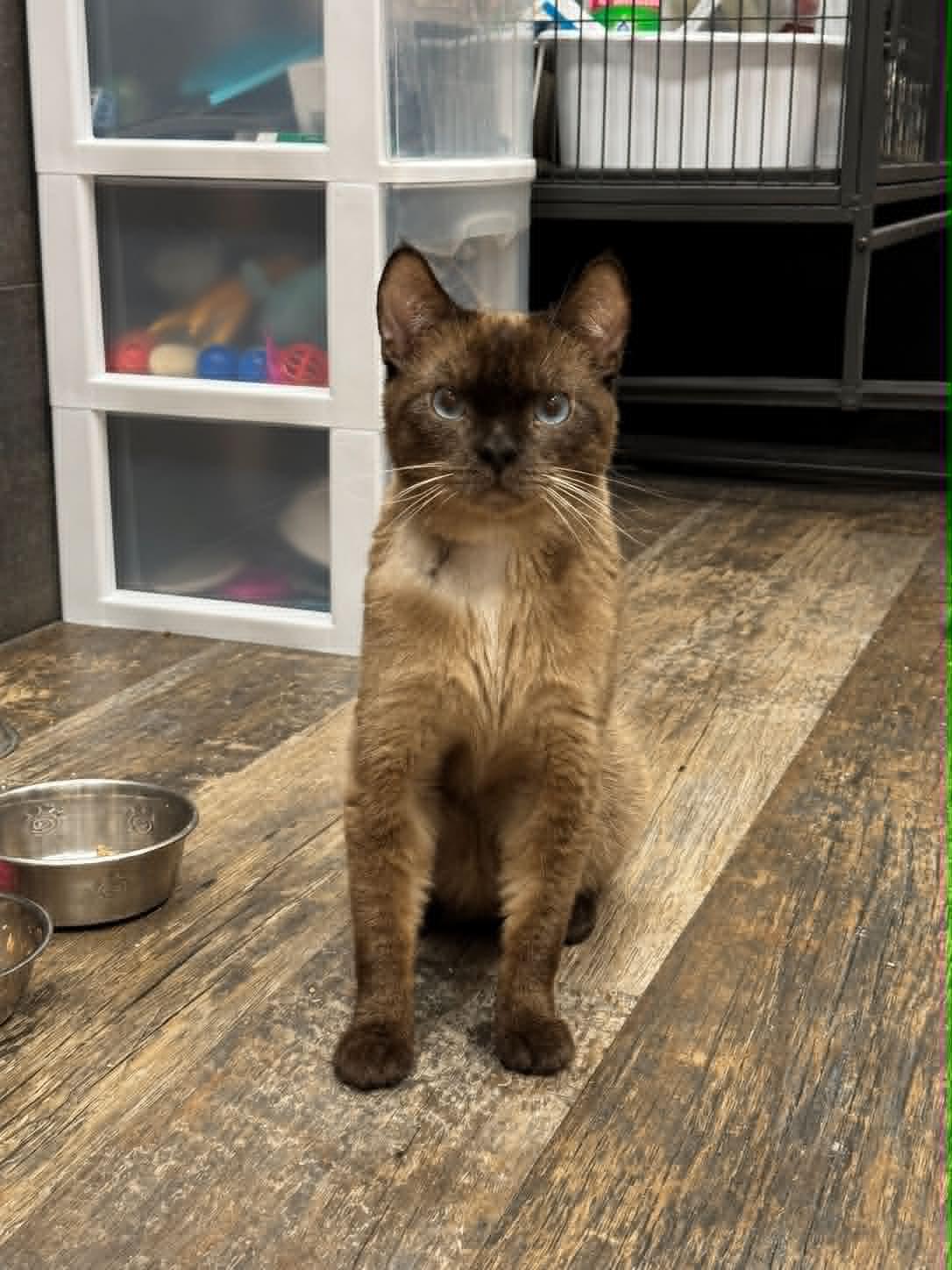 Enlarge Mangosteen, a ADOPTABLE Siamese in BURNABY, BC image 1/1