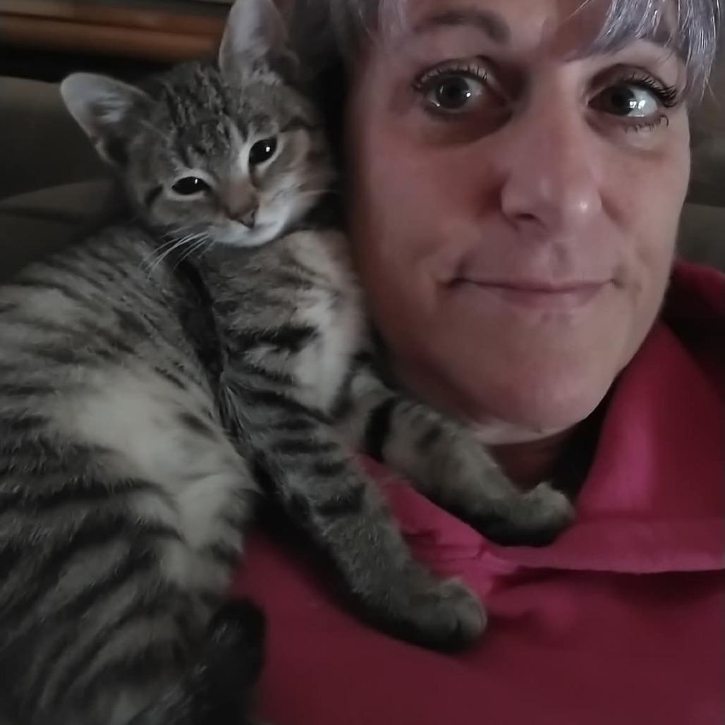 Miss Button Monkey, Adoptable, Kitten Female Domestic Short Hair.