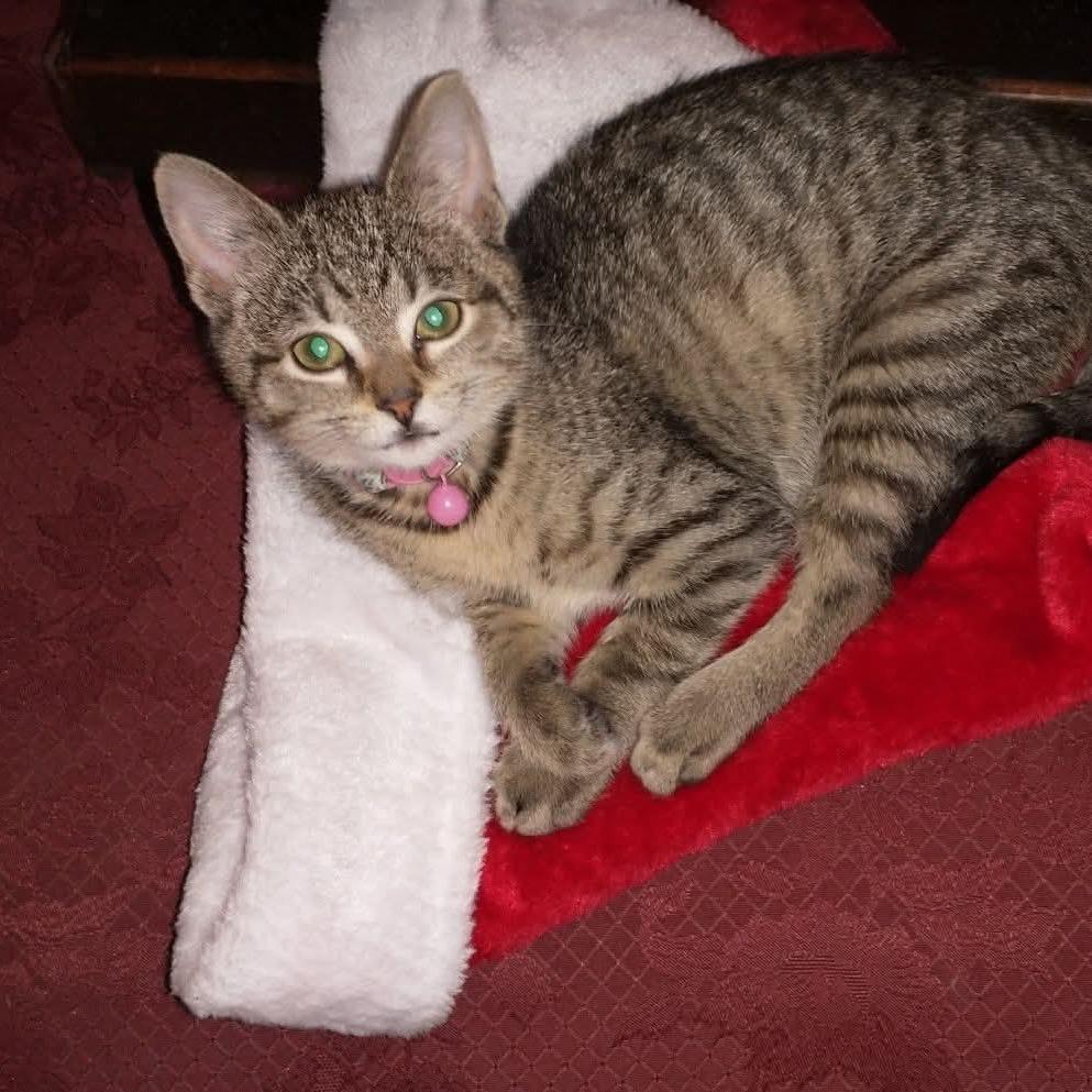 Miss Button Monkey, a Adoptable Domestic Short Hair in South Haven, MI image 2/4