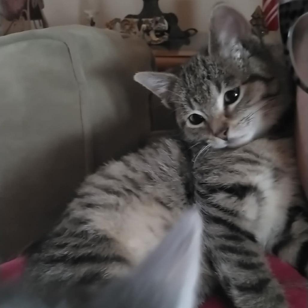 Miss Button Monkey, a Adoptable Domestic Short Hair in South Haven, MI image 3/4